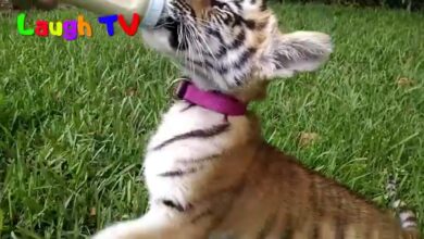 Cute Tiger Baby – Αστεία συλλογή βίντεο Big Cat 2017