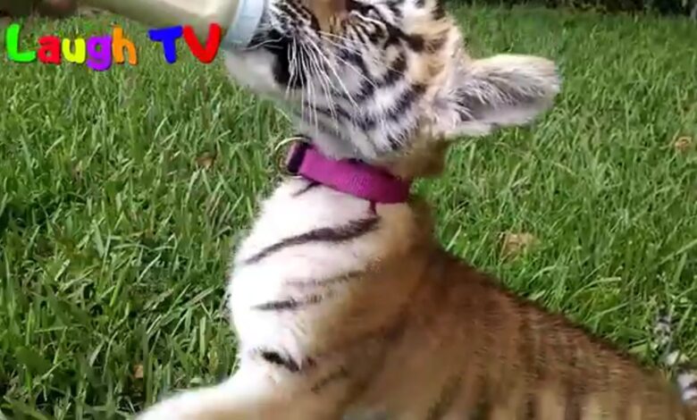 Cute Tiger Baby – Αστεία συλλογή βίντεο Big Cat 2017