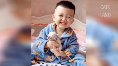 OMG So Cute Τα καλύτερα αστεία βίντεο με γάτες