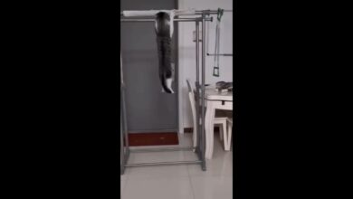 Αστεία βίντεο με ζώα Προσπαθήστε να μην γελάσετε 2021.mp4