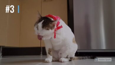 Baby Cats – Συλλογή βίντεο με χαριτωμένες και αστείες γάτες