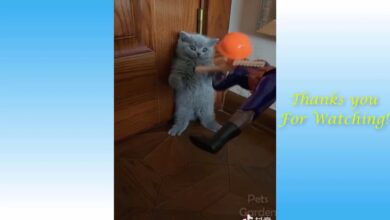 Συλλογή βίντεο για χαριτωμένες γάτες και αστεία σκυλιά 2021  .mp4