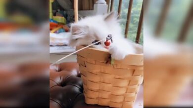 Baby Cat’s – Συμπλήρωση βίντεο με χαριτωμένες και αστείες γάτες.