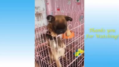 Funny and Cute Cat’s Life Οι γάτες και οι ιδιοκτήτες είναι οι καλύτεροι φίλοι Videos.mp4