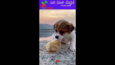 Super Funny Baby dogs lovely puppies HD υπέροχα κουτάβια βίντεο |  αγαπάμε τα σκυλιά – 37