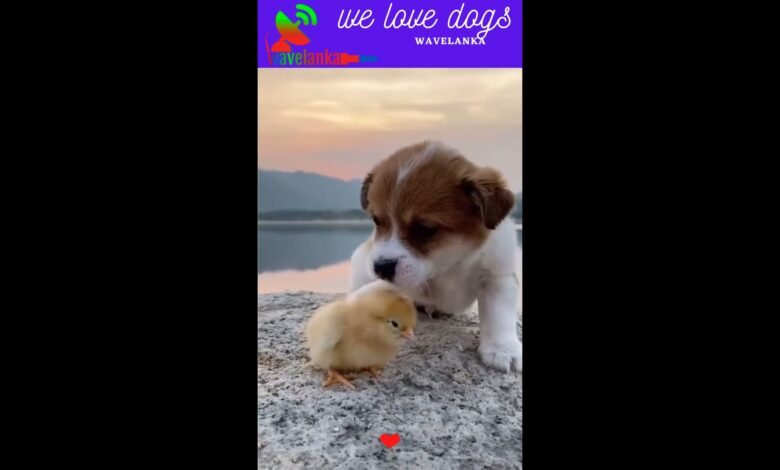 Super Funny Baby dogs lovely puppies HD υπέροχα κουτάβια βίντεο |  αγαπάμε τα σκυλιά – 37