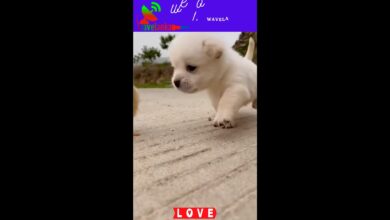 υπέροχα κουτάβια Super Funny Baby dogs HD υπέροχα κουτάβια βίντεο |  αγαπάμε τα σκυλιά #σορτς