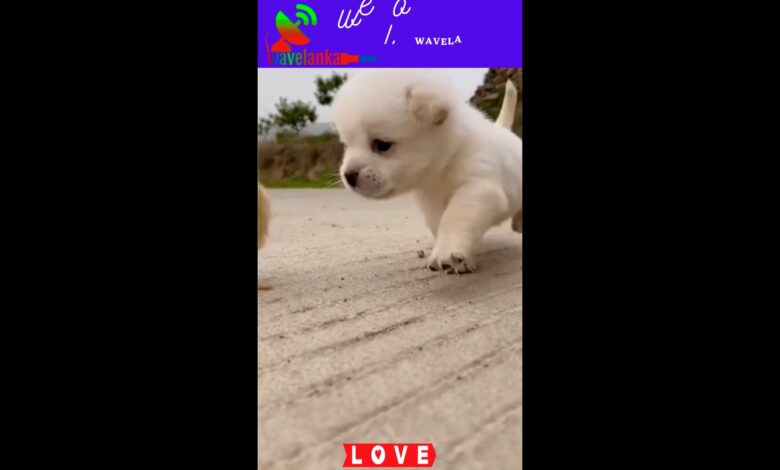 υπέροχα κουτάβια Super Funny Baby dogs HD υπέροχα κουτάβια βίντεο |  αγαπάμε τα σκυλιά #σορτς