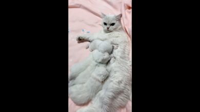 Aww αστεία βίντεο με γάτες CL19❤️ Cat Cash Compilation chines� Tiktok Cat Meow #catmeow #shorts