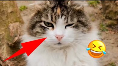 Τα πιο αστεία βίντεο με ζώα 2022 – Cute Cats & dogs Συλλογή βίντεο # 1 ||  Απαίσια Αστεία Ζώα