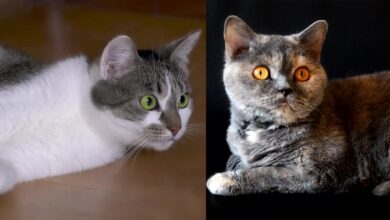 Τα πιο αστεία βίντεο με ζώα 2022 – Cute Cats & dogs Συλλογή βίντεο # 2 ||  Απαίσια Αστεία Ζώα