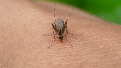 Η χώρα που έβγαλε στρατιωτικά drones για να κυνηγήσει τα κουνούπια