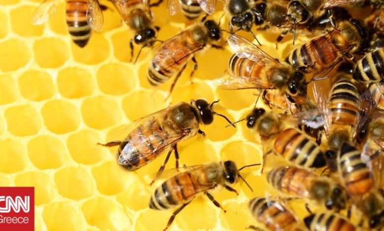 Ροδόπη: Οι θερμοκρασίες ρεκόρ απειλούν τις μέλισσες, προειδοποιεί η Ένωση Μελισσοκόμων  
