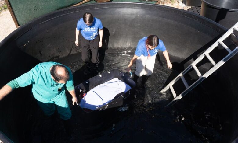 Οι φύλακες-άγγελοι των θαλάσσιων χελωνών: Το CNN Greece στο νοσοκομείο «ΑΡΧΕΛΩΝ» στη Γλυφάδα