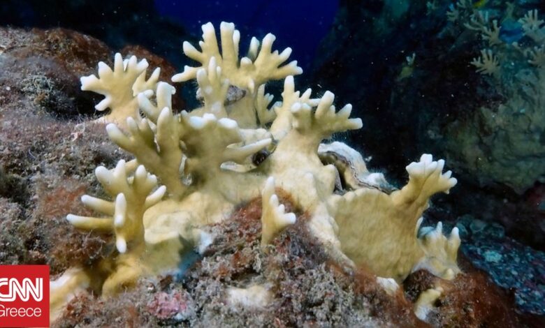 Το μεγαλύτερο μέχρι σήμερα γεγονός μαζικής λεύκανσης σκοτώνει τα κοράλλια του πλανήτη