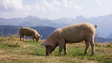 Περιοριστικά μέτρα στην Πάτρα για αποφυγή εξάπλωσης της πανώλης