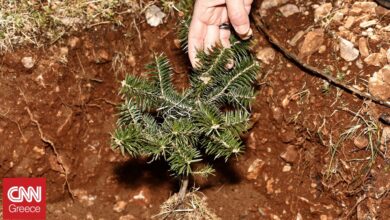 Ο κήπος του δεύτερου δημοτικού σχολείου Νέας Μαγνησίας «μύρισε» ζωή