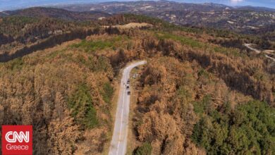 Μία από τις μεγαλύτερες αναδασώσεις στη Θέρμη – 3.560 στρέμματα αποκτούν ξανά «πνοή»