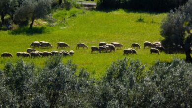 Κρούσματα πανώλης στο Ηράκλειο Κρήτης