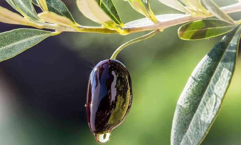 Νέα επιστημονικά δεδομένα για το ελαιόλαδο κατά του καρκίνου του παχέως εντέρου