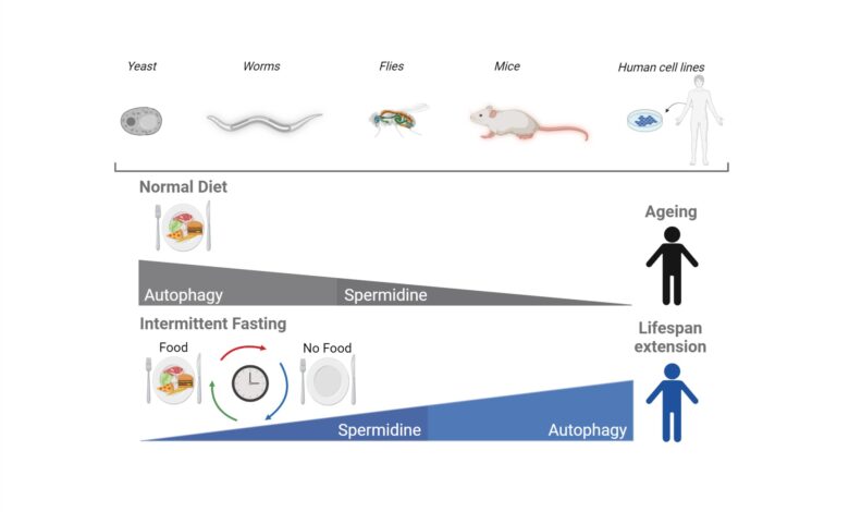 ΙΤΕ: Διεθνής έρευνα δείχνει τον μηχανισμό με τον οποίο η διαλειμματική δίαιτα ρυθμίζει τη γήρανση μέσω της αυτοφαγίας