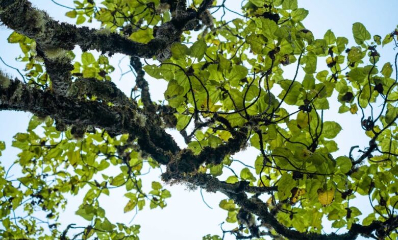 Η ελπίδα ξαναγεννιέται: Νέα δέντρα scalesia cordata βρίσκονται στα νησιά Γκαλαπάγκος