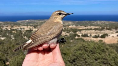 Η πρώτη στάση για τα αποδημητικά πουλιά η Γαύδος – Φέτος δακτυλιώθηκαν 4.014 πτηνά 75 ειδών