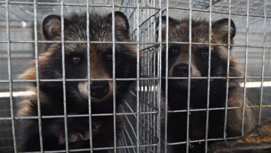 Μελέτη: Επικίνδυνοι ιοί που ανιχνεύονται σε εκτροφεία γουνοφόρων ζώων θα μπορούσαν να προκαλέσουν την επόμενη πανδημία