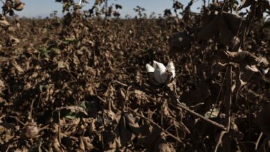 Κίνδυνος ερημοποίησης: Πώς αλλάζει η κλιματική κρίση τον αγροτικό «χάρτη»