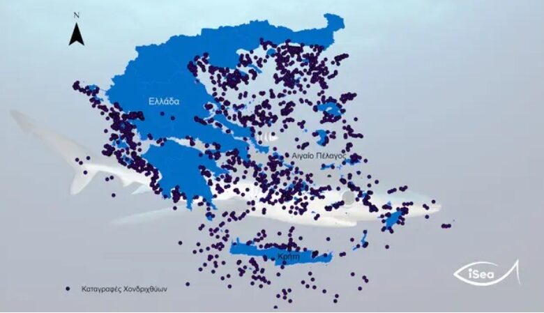 Καρχαρίες και σαλάχια στις ελληνικές θάλασσες