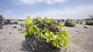 O υπερτουρισμός στη Σαντορίνη απειλεί τους αμπελώνες 3.000 χρόνων