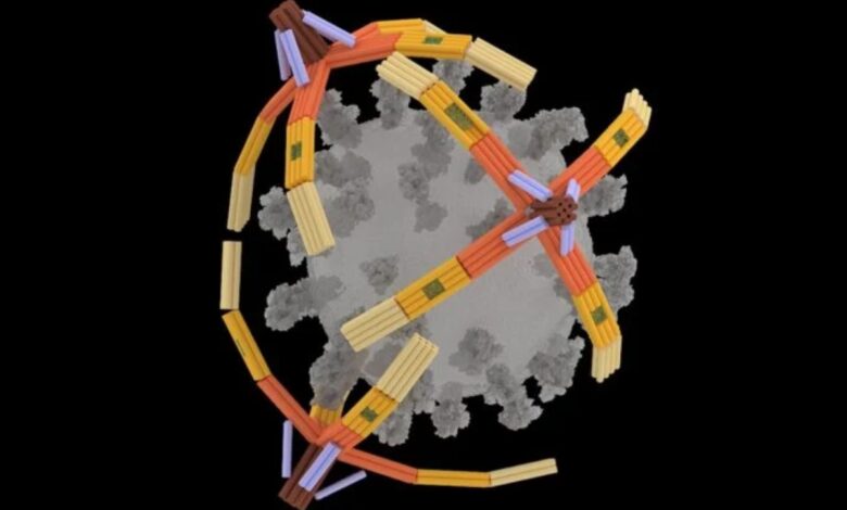 Επιστήμονες δημιούργησαν ένα μικροσκοπικό «χέρι» από DNA που αρπάζει τους ιούς για να αποτρέψει τη λοίμωξη