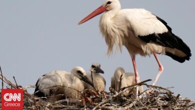 Αισιόδοξα νέα για τους λευκούς πελαργούς στη Βουλγαρία – Αυξήθηκε ο πληθυσμός τους