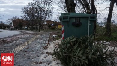 Τα φυσικά χριστουγεννιάτικα δέντρα στον Άλιμο γίνονται λίπασμα