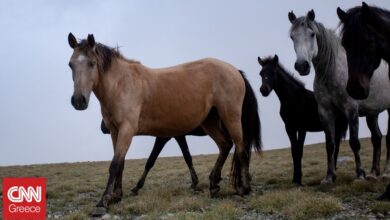 Πάνω από 100 άγρια άλογα ζουν στην Αττική – Πώς αναπτύχθηκε το κοπάδι