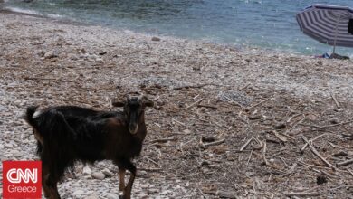 «Οι ζωονόσοι εξελίσσονται σε διαρκή απειλή»: Τι γνωρίζουμε για τον αφθώδη πυρετό