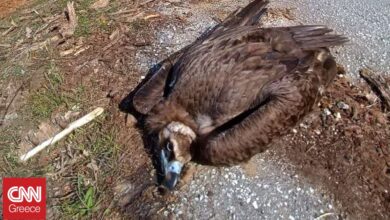 Πρωτοφανές έγκλημα μαζικής δηλητηρίασης σε ζώα στη Δαδιά – Νεκρά πτηνά, αλεπούδες και κουνάβια