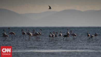 «Πράσινο φως» στην Ειδική Περιβαλλοντική Μελέτη για περιοχές Natura 2000 – Καλύπτει 25 περιοχές