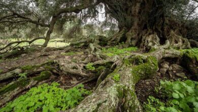 Η αγριελιά S’Ozzastru «ζει» από την Εποχή του Χαλκού