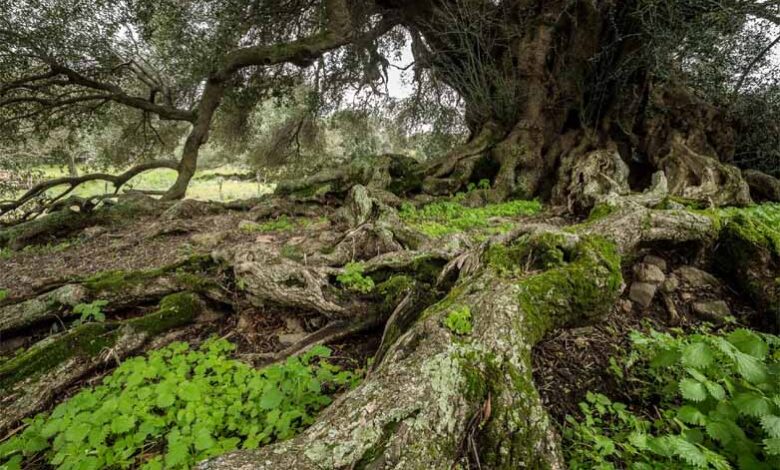 Η αγριελιά S’Ozzastru «ζει» από την Εποχή του Χαλκού