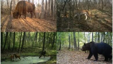 Πώς η έκρηξη στο Τσερνόμπιλ άλλαξε την άγρια ζωή