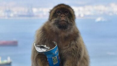 Γιβραλτάρ: Πίθηκοι τρώνε λάσπη ως αντίδοτο στο junk food