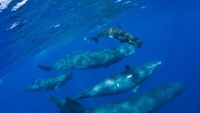 Η «γλώσσα» της φάλαινας ακολουθεί μοτίβα ανθρώπινης ομιλίας