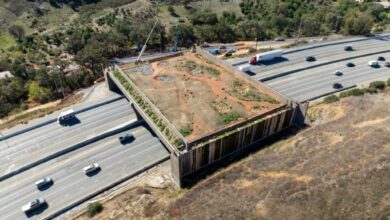 Καλιφόρνια: Σχεδόν έτοιμη η «γέφυρα των ζώων» που έγινε στόχος της Ακροδεξιάς