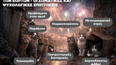 Infographic: Τα ζώα υποφέρουν από τα βεγγαλικά των εορτών – Ποιες οι επιπτώσεις