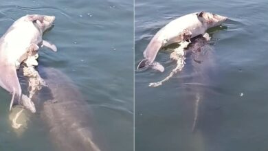 Δελφίνι θρηνεί το νεκρό νεογνό του στον Αμβρακικό (βίντεο)