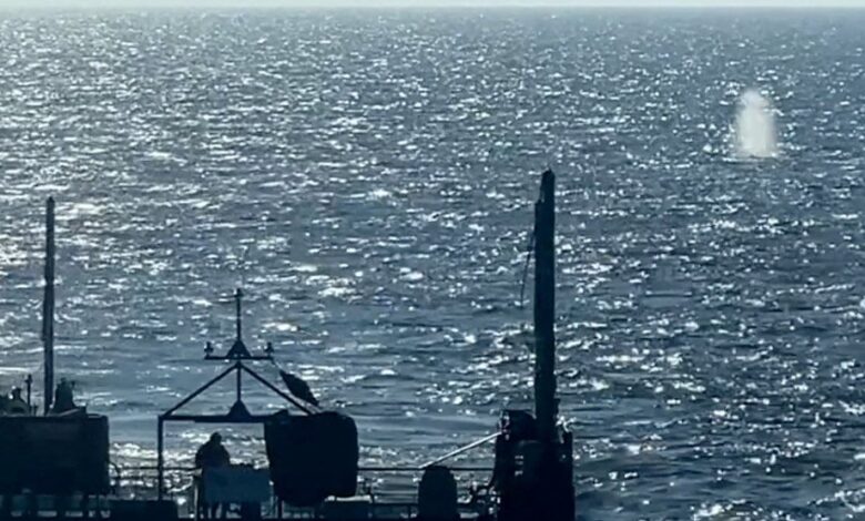 Απελευθερώθηκε στη Βόρεια Θάλασσα η φάλαινα Τίμι