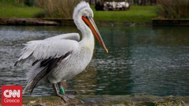 Follow the Pelican: Δείτε σε πραγματικό χρόνο τις μετακινήσεις των αργυροπελεκάνων