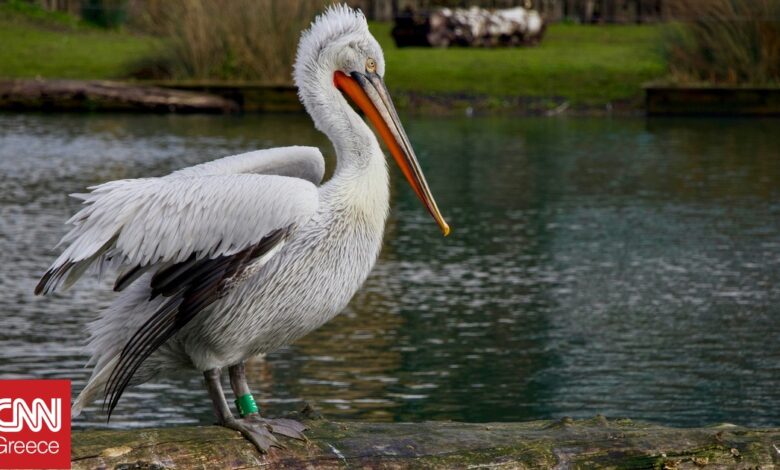 Follow the Pelican: Δείτε σε πραγματικό χρόνο τις μετακινήσεις των αργυροπελεκάνων