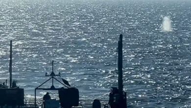 Γερμανία: Απελευθερώθηκε στη Βόρεια Θάλασσα η φάλαινα Τίμι